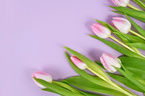 Tulip spring flowers with pink tips in corner of violet background with copy space