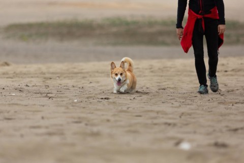 The owner is walking his dog through the desert. Summer