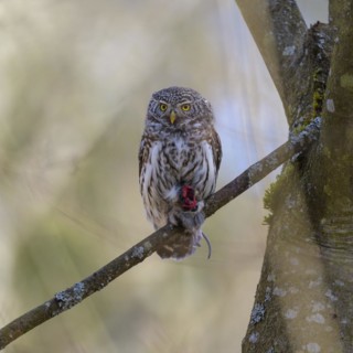 Pygmy Owl