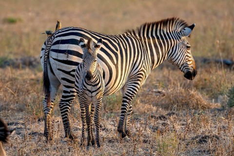Plains Zebra of the subspecies crawshay's zebra