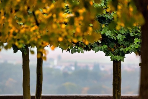 Autumnally coloured trees on the castle terrace
