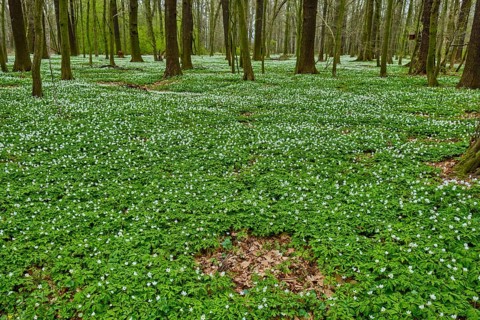 The Lasker Auenwald nature reserve in the Sorbian settlement area in spring