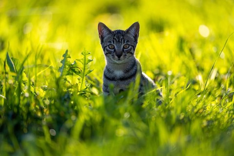 European domestic cat