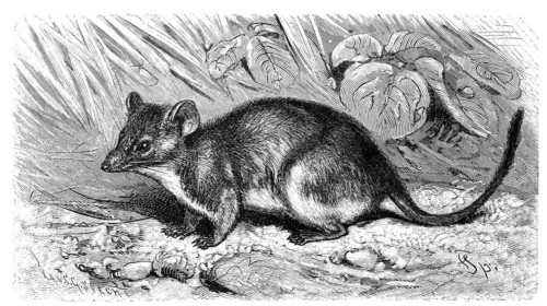 Yellow-footed Pouched-Mouse