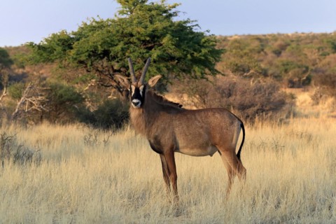 Roan antelope