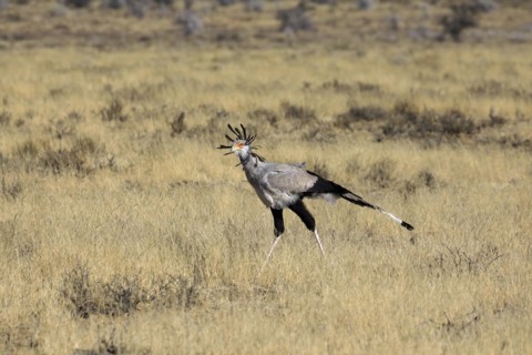 Secretary bird