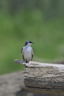 White-winged Swallow