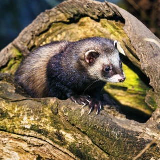 European polecat