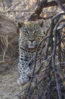 African leopard