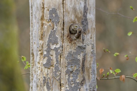 Pygmy Owl