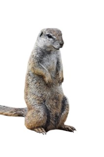 Cape ground squirrel