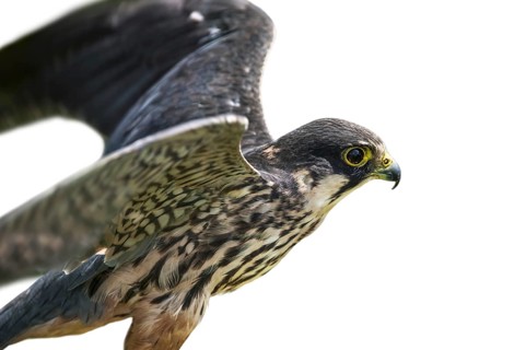 Eurasian hobby