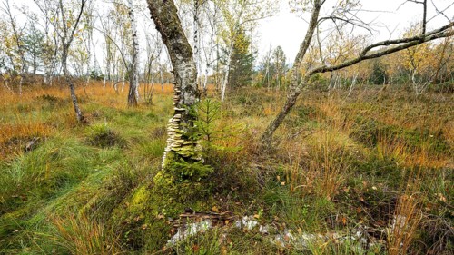 Autumn in the Kendlmuehlfilzen high moor