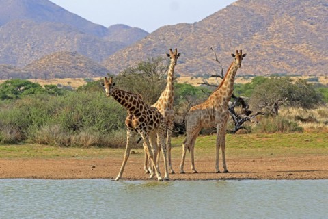 Southern giraffe