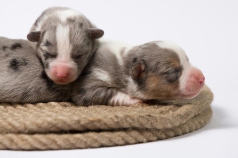 Ten days old excellent puppies of the Welsh Corgi Pembroke
