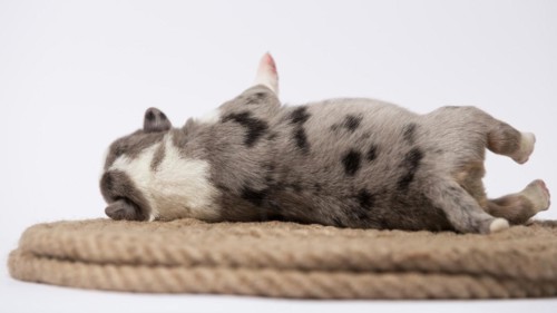 Ten days old excellent puppies of the Welsh Corgi Pembroke