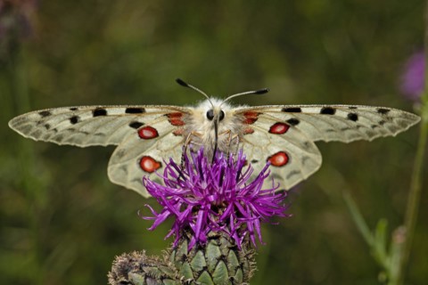 Apollo butterfly with open wings sitting on purple flower sucking looking from the front