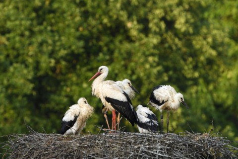 White Stork