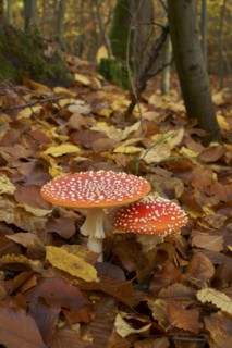 Two fly agarics