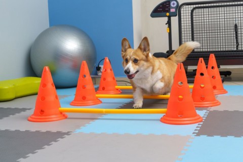 Dog rehabilitation under human care. Animal health