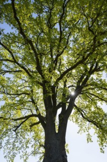English oak