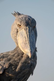 Shoebill