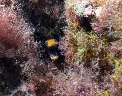 Fangtooth moray