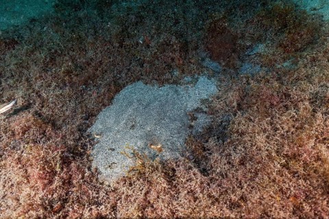 Monkfish