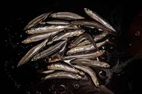 Symbolic image for oil pollution of the seas