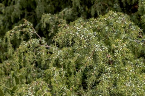 Common juniper