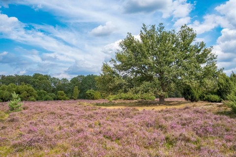 Buurserzand Nature Reserve