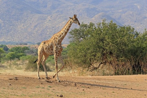 Southern giraffe