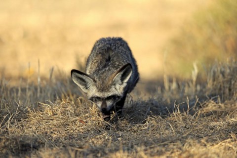 Bat-eared fox
