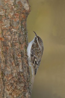 Eurasian treecreeper