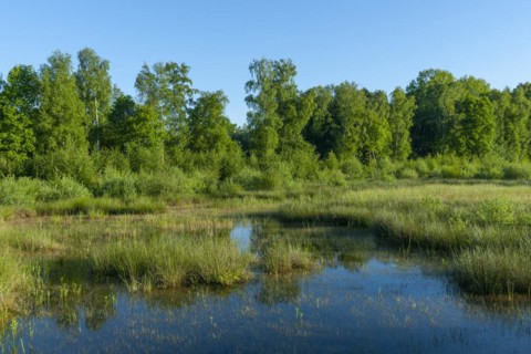 Moorland landscape