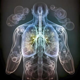 Transparent human with view of lungs