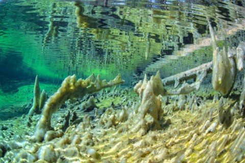 Underwater photo of the spring pool