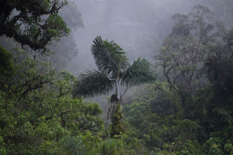 Fog in Tropical Cloud Forest