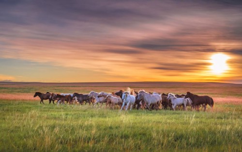 Horses at sunrise in the eastern steppe