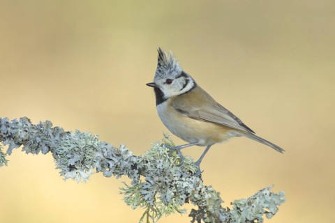 Crested tit