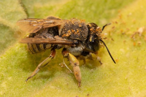 Garden woolly bee