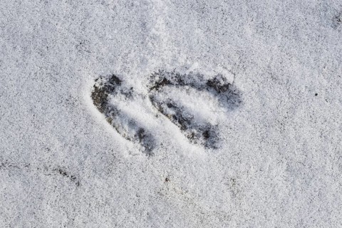 Close-up of footprints