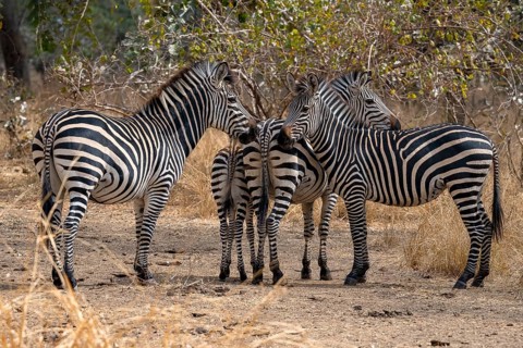 Plains Zebra of the subspecies crawshay's zebra