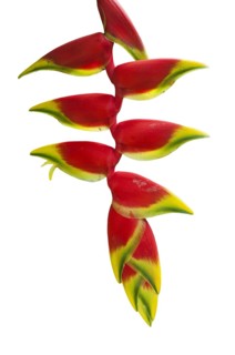 hanging lobster claw