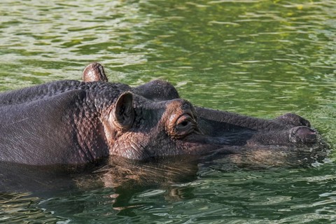 Submerged common hippopotamus