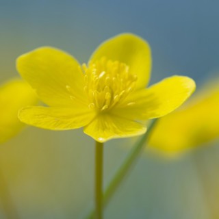 Marsh marigold