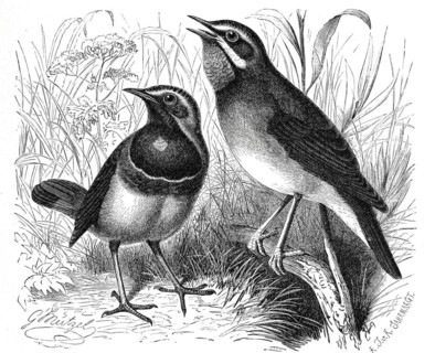 Bird