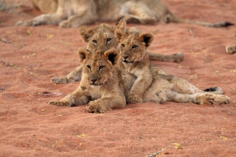 Lion
