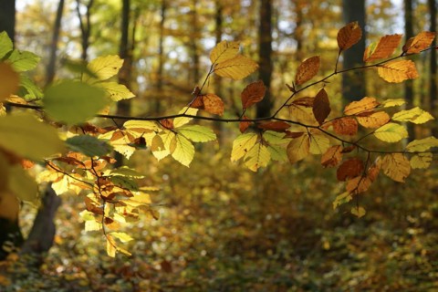 Colourful leaves of a copper beech