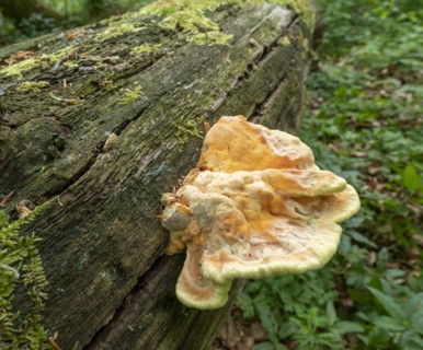 Sulphur polypore